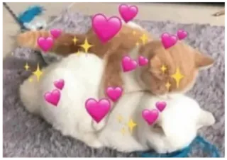 🖤 gato, corações, amor, carinho, fofo, animais de estimação, animais whatsapp sticker