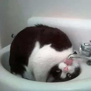 😜 gato, pia, bebendo, gato de smoking, animal de estimação, animal, água whatsapp sticker