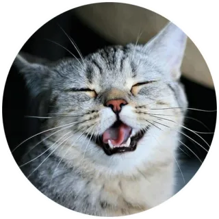 котосмех by @infostat telegram stickers