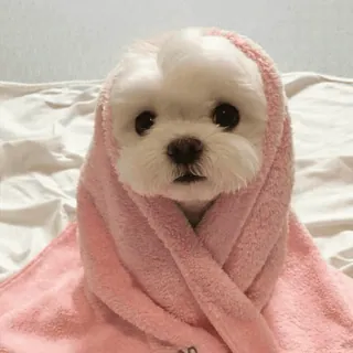 🌟 dog, puppy, cute, animal, towel, bath, pet telegram sticker