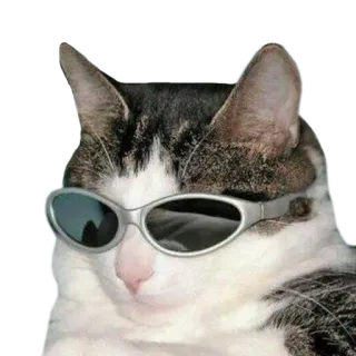 😎 แมว, สัตว์, สัตว์เลี้ยง, แว่นกันแดด, เท่, มีม telegram sticker