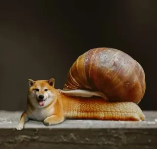 ❤️ dog, snail, animal, hybrid, shiba inu, meme, funny, weird telegram sticker