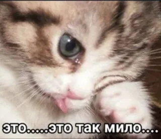 😢 ЭТО.....ЭТО ТАК МИЛО.... Kätzchen, süß, Katze, entzückend, russisch, Meme telegram sticker