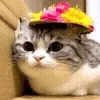 😺