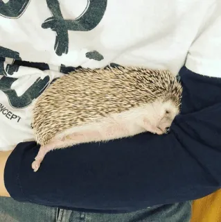 🦔 egel, dier, schattig, huisdier, stekelig telegram sticker
