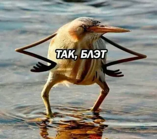 👀 ТАК, БЛЭТ uccello, meme, divertente, slang, russo telegram sticker