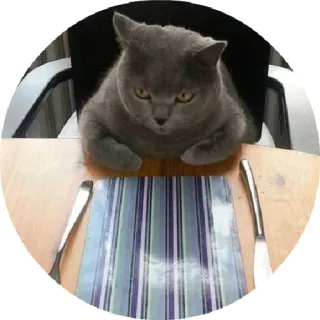 😎 chat, dîner, drôle, table, mignon, repas telegram sticker