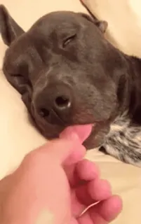 👅 chien, lécher, animal de compagnie, animal, sommeil, main whatsapp sticker