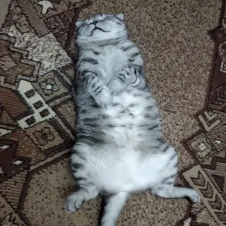 ☠ cat, sleeping, relaxed, cute, feline, pet, animal telegram sticker