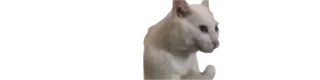 🙃 Katze, Tier, Meme, Lustig, Weiße Katze whatsapp sticker