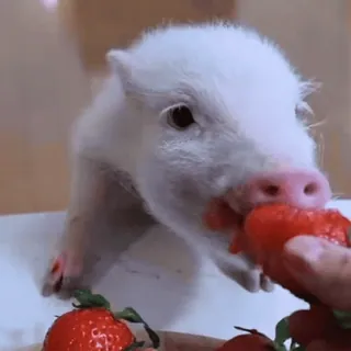 🐽 whatsapp sticker