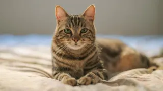 🤔 Katze, Tigerkatze, Haustier, Hauskatze, Katzenartig, Tier telegram sticker