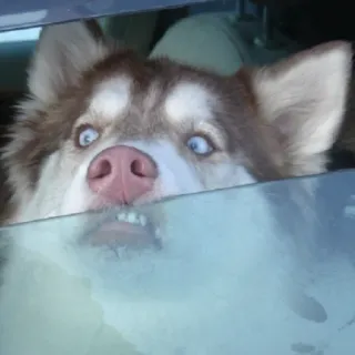 😞 cane, husky, animale domestico, animale, divertente, auto, finestrino telegram sticker