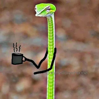 😌 Schlange, Kaffee, Tier, Reptil, lustig whatsapp sticker
