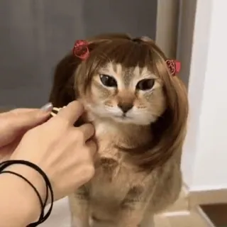 🐾 猫, 假发, 宠物, 搞笑, 可爱, 动物 telegram sticker