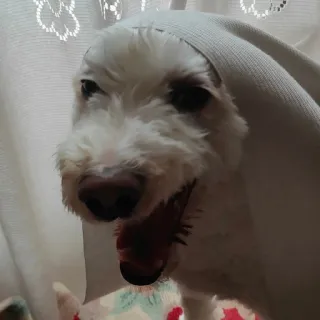 😂 cão, animal de estimação, animal, cachorro branco, fofo, retrato telegram sticker