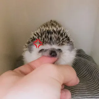 🦔 riccio, animale, carino, animale domestico, arrabbiato whatsapp sticker
