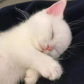 🌿 mèo, mèo con, trắng, ngủ, dễ thương, động vật, thú cưng telegram sticker