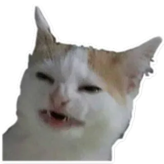 😒 gato, animal, meme, gracioso, expresión, enojado telegram sticker
