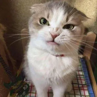 😡 gatto, arrabbiato, animale domestico, animale, carino telegram sticker