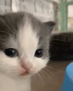 😕 gatinho, gato, fofo, animal, animal de estimação, animal doméstico, felino telegram sticker