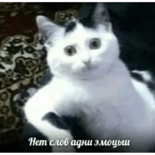 😐 Нет слов одни эмоции แมว, อารมณ์, ตลก, มีม, สัตว์ telegram sticker