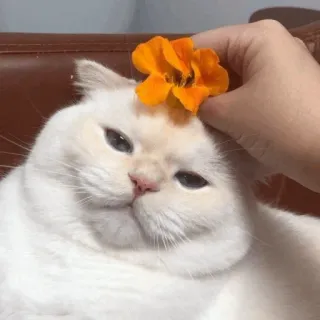 💓 кот, цветок, домашнее животное, животное, белый кот whatsapp sticker