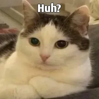 👀 Huh? gato, ¿eh?, confundido, pregunta, meme, animal whatsapp sticker