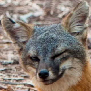 🦊 whatsapp sticker