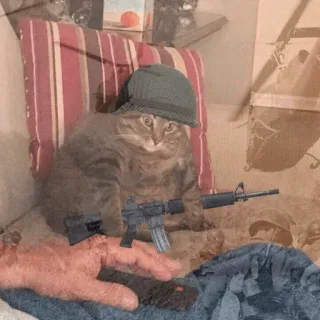 😶 gato, arma, militar, guerra, soldado, animal whatsapp sticker