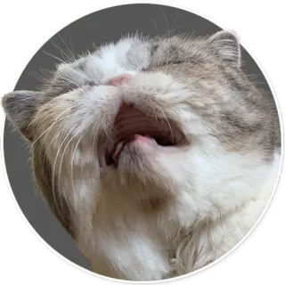 😭 gato, animal, fofo, animal de estimação, gatinho, bocejo, engraçado, animal doméstico telegram sticker