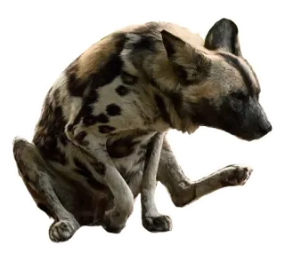 🧻 pies, zwierzę, malowany pies, dzika przyroda, ssak telegram sticker