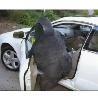 🚗 gorilla, auto, scimmia, animale, veicolo whatsapp sticker