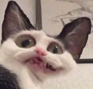 😬 Katze, lustig, Tier, Meme, Haustier, süß, Humor telegram sticker