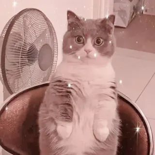 🐱 Katze, süß, Tier, Haustier, Kätzchen telegram sticker