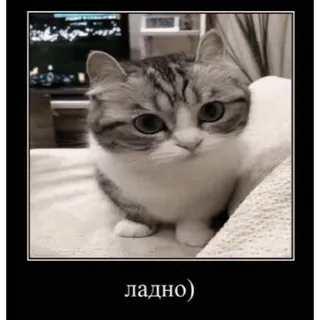 🤿 ладно) chat, mignon, animal, mème, drôle telegram sticker