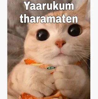 😂 Yaarukum tharamaten gato, fofo, meme, engraçado, animal telegram sticker