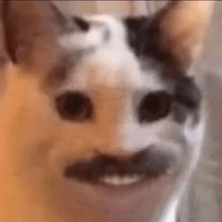 🐱 gatto, baffi, animale, divertente, meme telegram sticker
