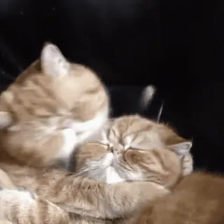 🐾 Katzen, Tiere, süß, Haustiere, Katzenartige, Haustiere telegram sticker