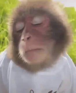 😴 animale, scimmia, pacifico, primate telegram sticker