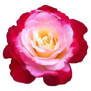 🌻 цветок, роза, природа, цветы, растение, цветение telegram sticker