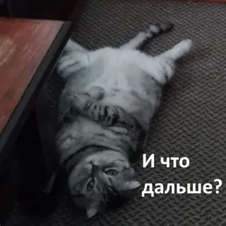 🙃 И что дальше? cat, question, russian, animal, funny, meme telegram sticker