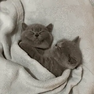 🥰 gatitos, gatos, durmiendo, lindo, animales, gris whatsapp sticker