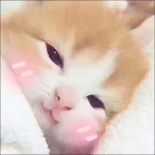 🐈 kucing, anak kucing, imut, hewan peliharaan, binatang, felidae telegram sticker