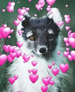 ❤️ whatsapp sticker