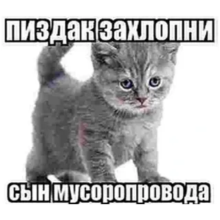 🐱 пиздак захлопни сын мусоропровода cat, offensive, russian, meme, sticker telegram sticker