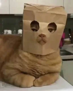 😷 gatto, sacchetto di carta, animale, divertente, meme telegram sticker