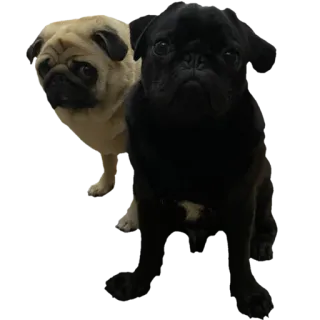 👬 pies, mops, zwierzę, zwierzę domowe telegram sticker