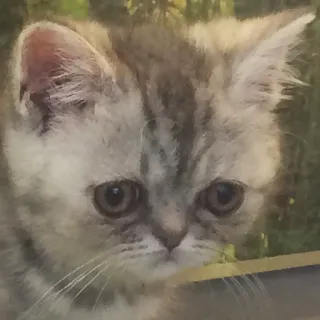 😔 kat, kitten, schattig, dier, huisdier telegram sticker