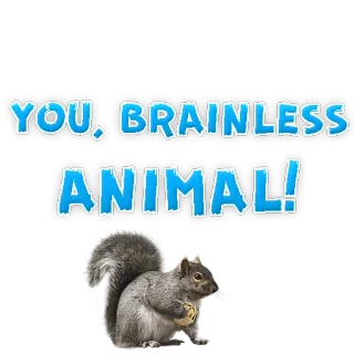 🙈 YOU, BRAINLESS ANIMAL! Eichhörnchen, Tier, Beleidigung, lustig, Meme telegram sticker